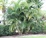Dypsis lutescens 